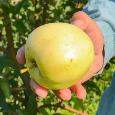 Яблоня ЗАЙЧУК в Речице