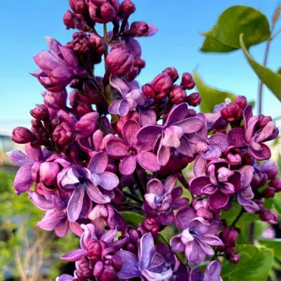 Сирень ВИОЛЕТТА в Речице