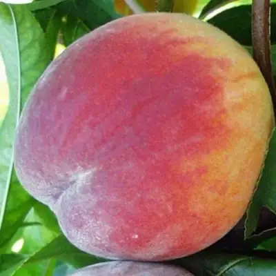 Персик ТОП СВИТ в Речице