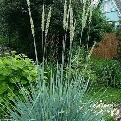 Элимус БЛЮ ДЮН песчаный в Речице