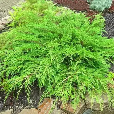 Микробиота ЯКОБСЕН перекрестнопарная в Речице