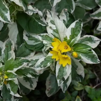 Вербейник АЛЕКСАНДР точечный в Речице