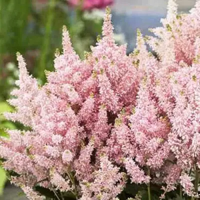 Астильба ЮНИК САЛМОН гибридная в Речице