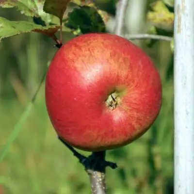 Яблоня ДЫЯМЕНТ в Речице