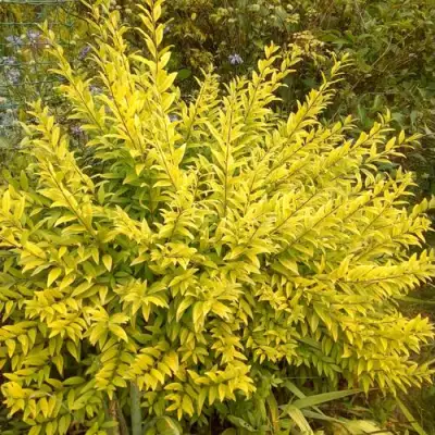 Бирючина АУРЕА обыкновенная в Речице