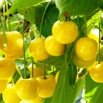 Черешня ПОДСНЕЖНИК в Речице