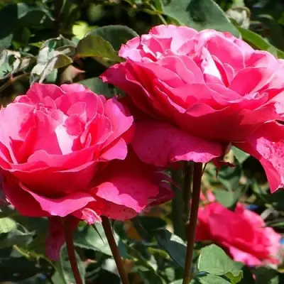 Роза ВИЕН РОУЗ чайно-гибридная в Речице