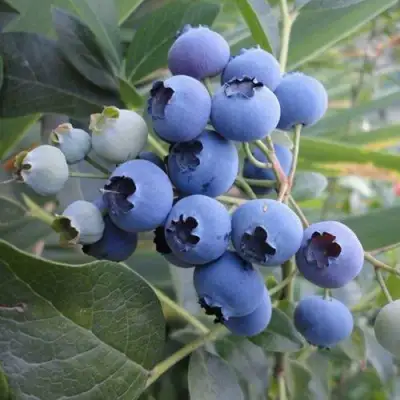 Голубика ЛЕГАЦИЯ в Речице