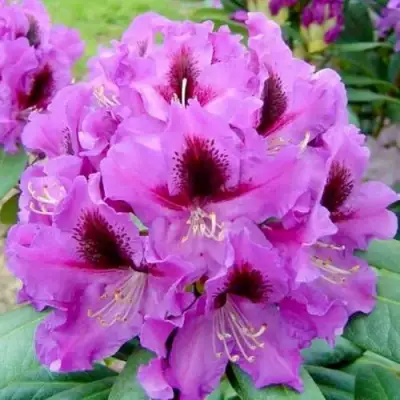 Рододендрон РАСПУТИН в Речице