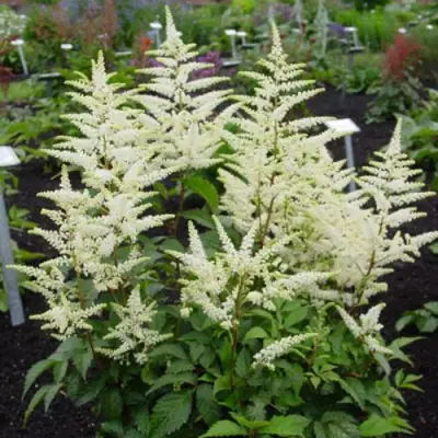 Астильба БРАУТШЛЕЙЕР Арендса в Речице