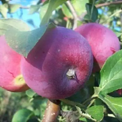 Яблоня СЕРЕБРЯНОЕ КОПЫТЦЕ в Речице