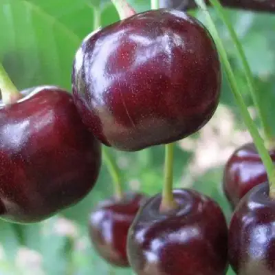 Дюк ФАКЕЛ в Речице