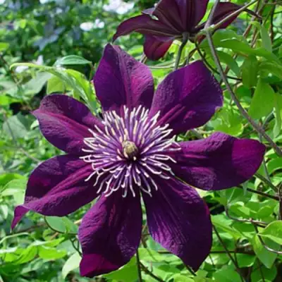 Клематис ПАНТЕР в Речице