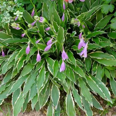 Хоста СТИЛЕТТО гибридная в Речице