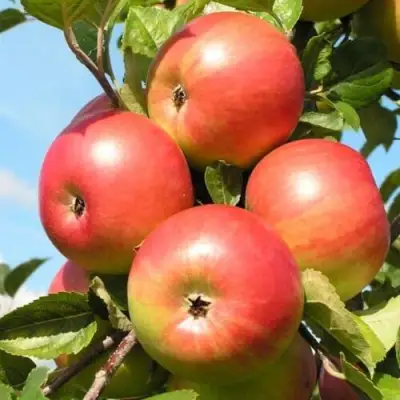 Яблоня ФРИДОМ в Речице