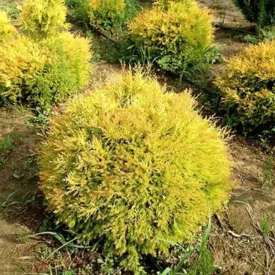 Туя ГЛОБОЗА АУРЕА западная в Речице