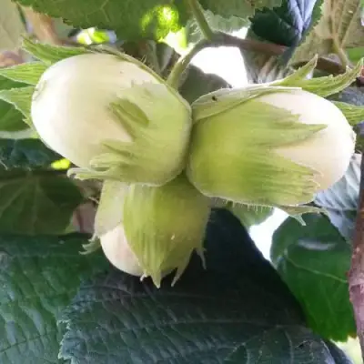 Фундук ЮННАТ в Речице