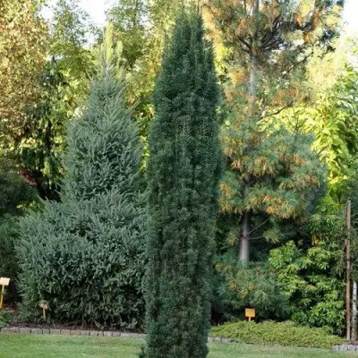 Тис ВОЙТЕК средний  в Речице