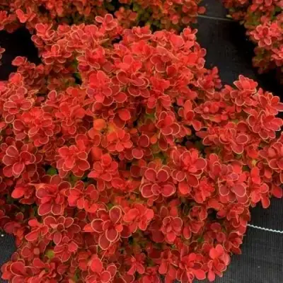 Барбарис РЕД ХОТ ЧИЛИ тунберга в Речице