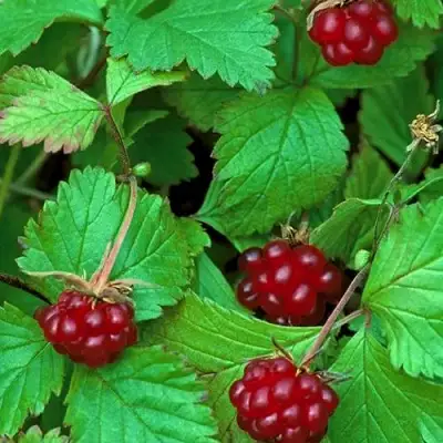 Княженика АУРА в Речице