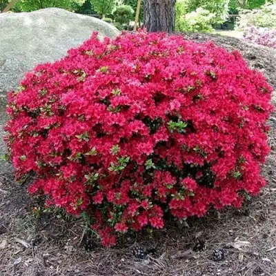 Азалия КАНЗОНЕТТА японская в Речице