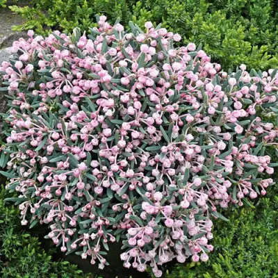 Андромеда БЛЮ АЙС многолистная   в Речице