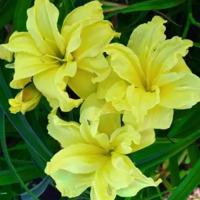 Лилейник ДАБЛ РИВЕР ВАЙ гибридный в Речице