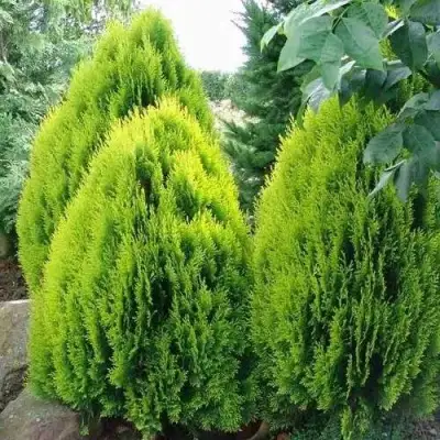 Туя восточная в Речице