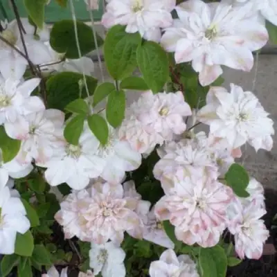 Клематис ИННОСЕНТ БЛАШ в Речице