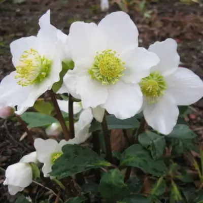 Морозник ЧЕРНЫЙ в Речице