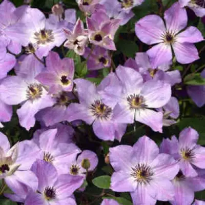 Клематис МОНИНГ СКАЙ в Речице