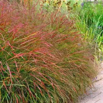 Просо ШЕНАНДО прутьевидное в Речице