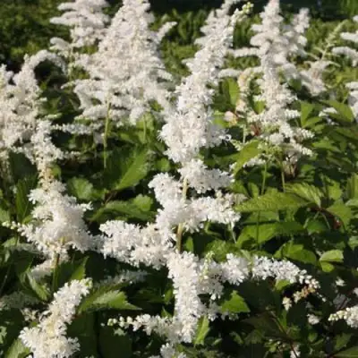 Астильба ДОЙЧЛАНД японская в Речице