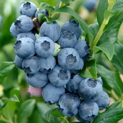 Голубика ХАРДИБЛЮ в Речице