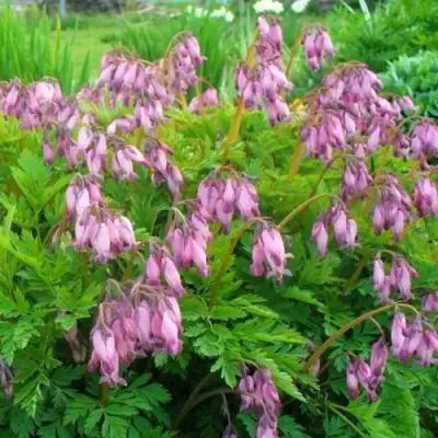 Дицентра изящная в Речице