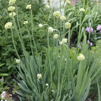 Лук слизун в Речице