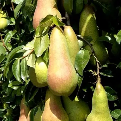 Груша КОНКОРД в Речице