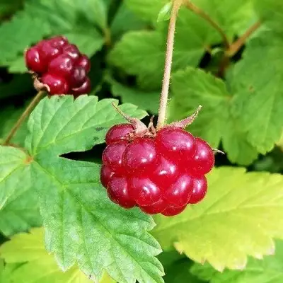 Княженика АННА в Речице