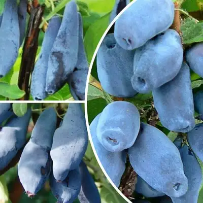 Комплект СИЯНИЕ ГЛАЗ в Речице