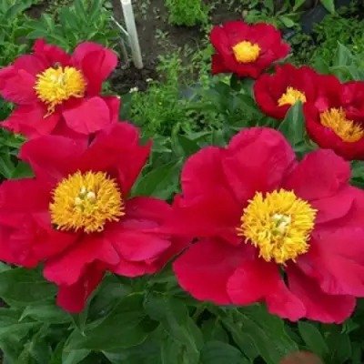 Пион АМЕРИКА травянистый в Речице