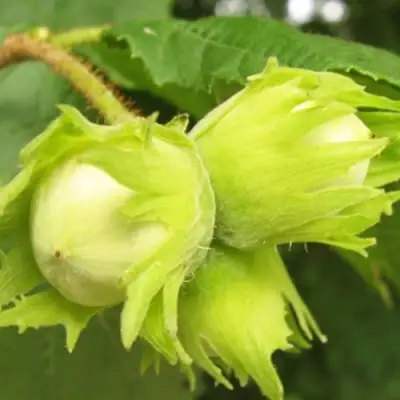 Фундук КАТАЛОНСКИЙ в Речице