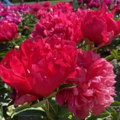 Пион БЕЛГРАВИЯ травянистый в Речице