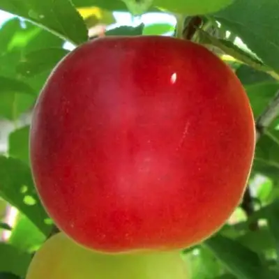 Плумкот БИРИКОККОЛО БОЛОГНЕС в Речице