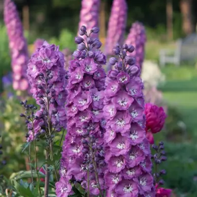 Дельфиниум ДЕЛЬФИС ПИНК ПАУЭ высокий в Речице