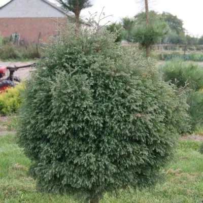 Туя вересковидная в Речице