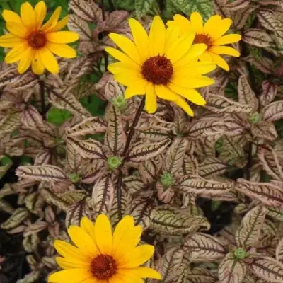 Гелиопсис САММЕР ПИНК в Речице