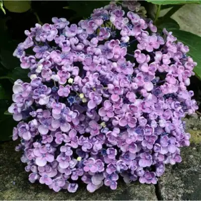 Гортензия АИША крупнолистная  в Речице