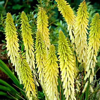 Книфофия ЛИТТЛ МЕЙД гибридная в Речице