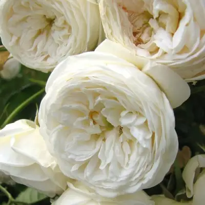 Роза АРТЕМИС шраб в Речице