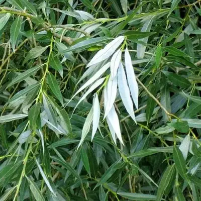 Ива ломкая  в Речице